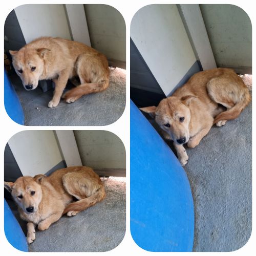 부안군 동물보호센터_445479202400304